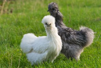 Silkie Chicken Facts